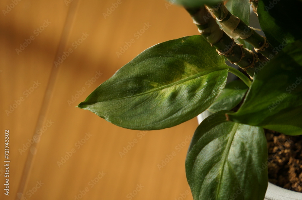 Obraz premium 観葉植物