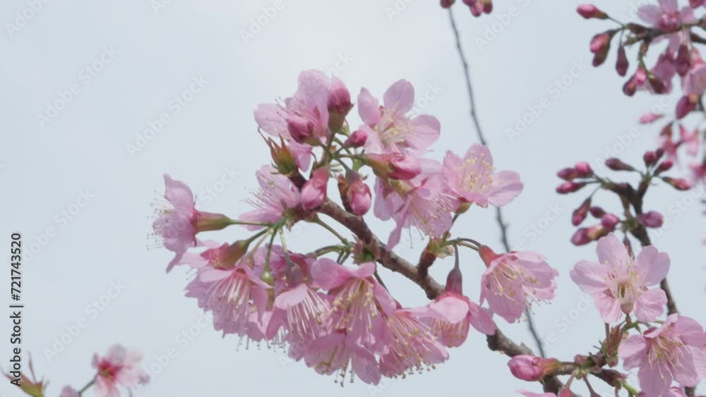 beautiful Nang Phaya Sua Krong tree spring pink blossoms under pure blue spring sky at phu hin rong kla, Phitsanulok, Thailand. Nicknamed flowers Sakura of Thailand. beautiful Nang Phaya Sua Krong tree spring pink blossoms under pure blue spring sky at phu hin rong kla, Phitsanulok, Thailand. Nicknamed flowers Sakura of Thailand.