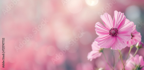 Pink Cosmos flower close up against blurred background in summer garden, Cosmos is annual flower from the daisy family. Place for text
