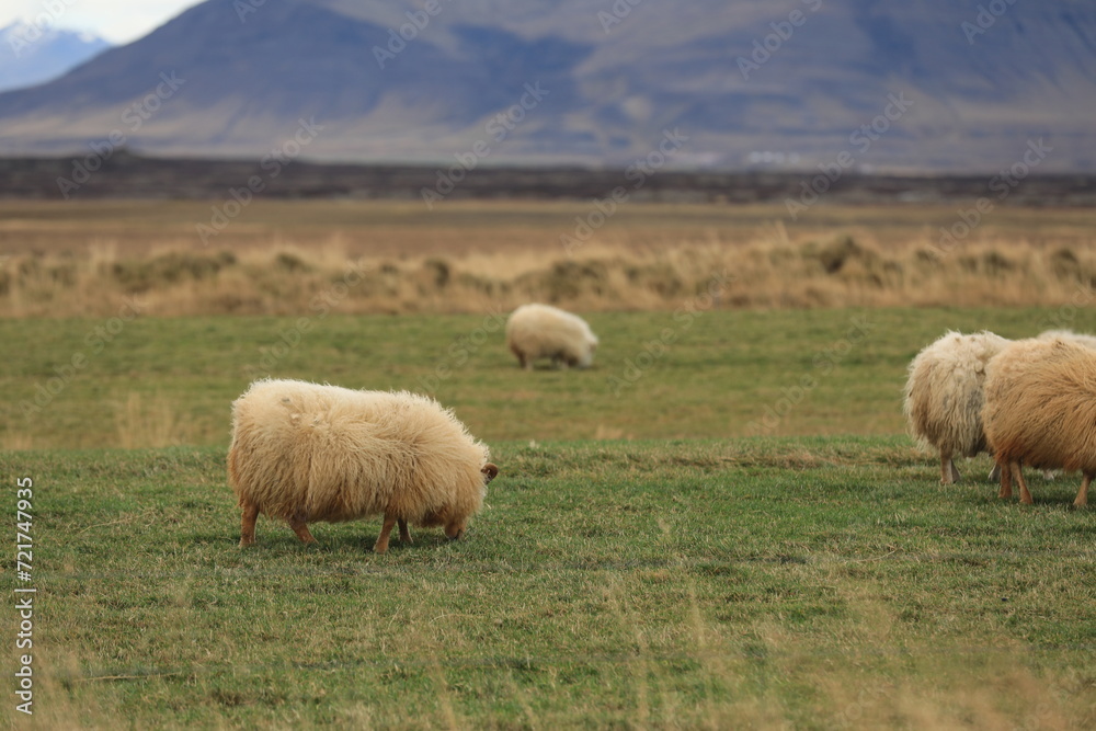 Obraz premium Beautiful Scenry Places in Iceland