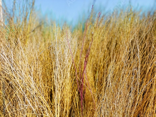 golden wheat field