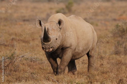 white rhino walking in the grass © Jack
