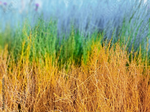 wheat field in the wind