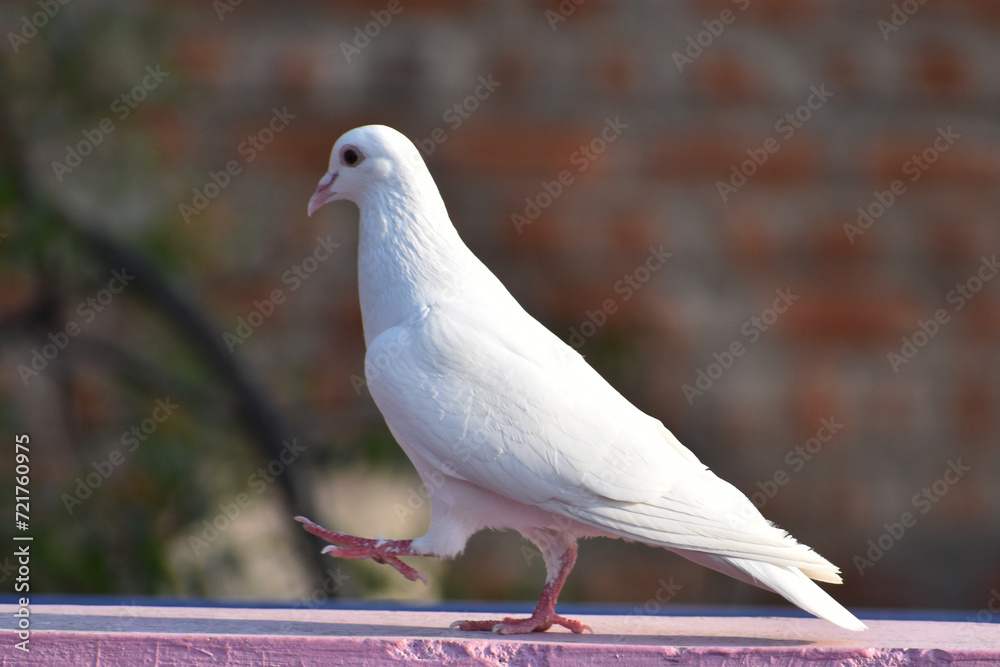 dove on the stone dove on the stone