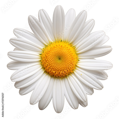 daisy isolated on white © Anum