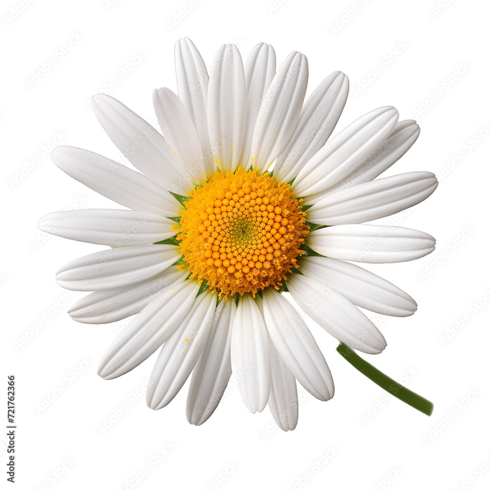 Fototapeta premium daisy isolated on white background