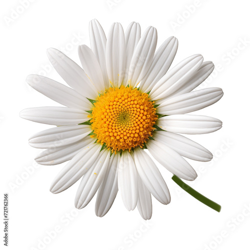 daisy isolated on white background © Anum