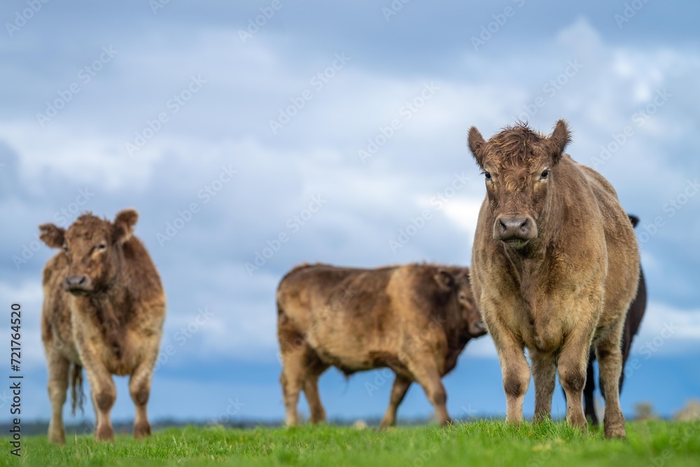 Obraz premium Farming landscape of stud angus and wagyu bulls grazing, with beautiful cows and cattle grazing on pasture in spring on a farm, with a crop growing food 
