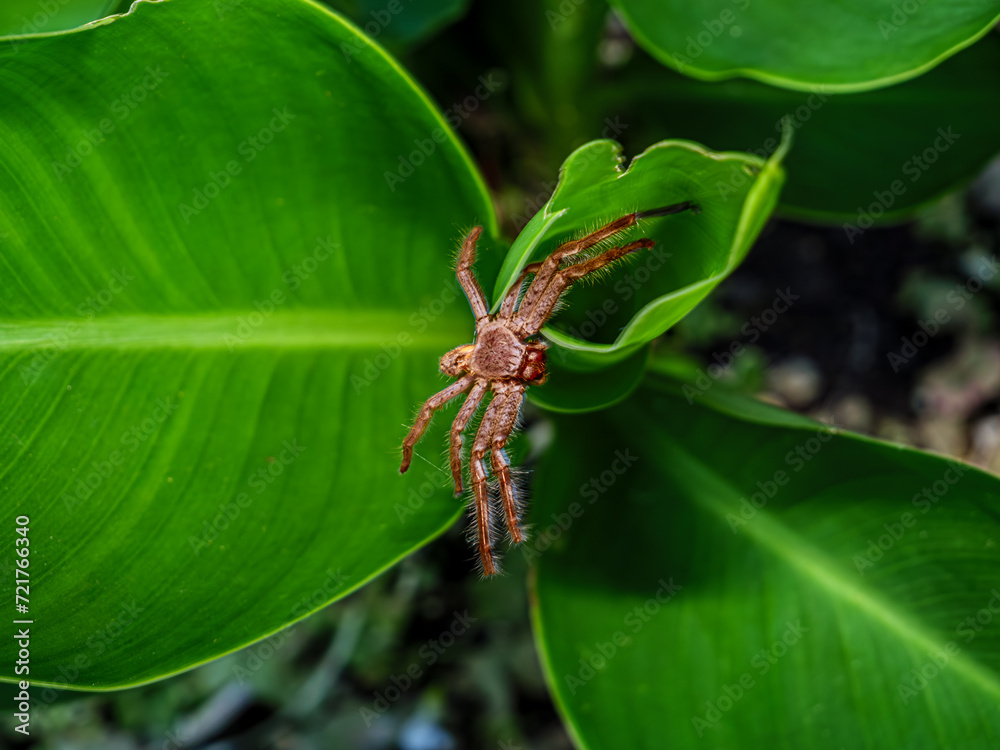 Brown Huntsman Spider Side On Brown Huntsman Spider Side On