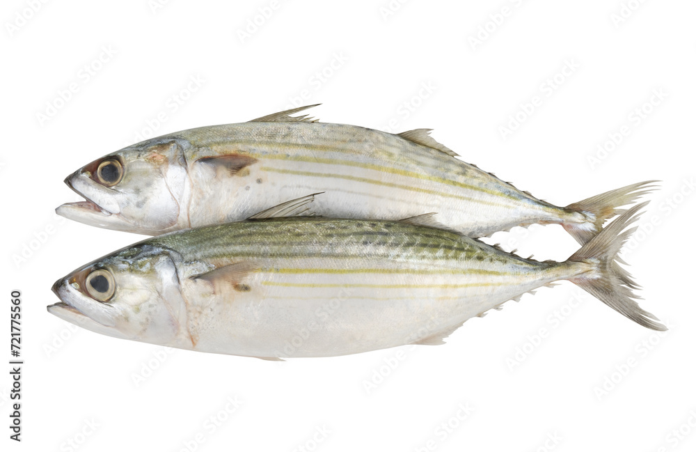 Stripped indian mackerel fishes isolated on white background Stripped indian mackerel fishes isolated on white background