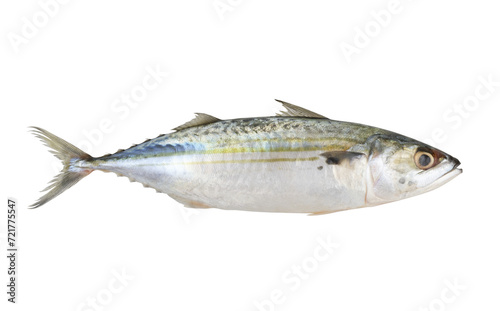 Single Indian mackerel isolated on white background, Rastrelliger kanagurta.