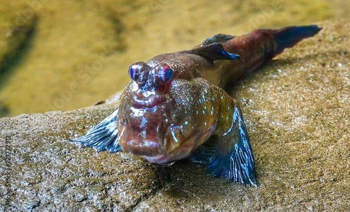 African mudskipper close-up photo