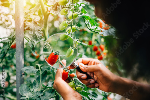 In herbology research a black woman botanist uses a magnifying glass to inspect tomato plants for lice ensuring vegetable quality. Expertise and learning in plant science and farming.