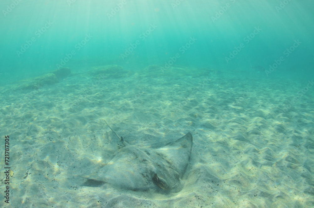 Fototapeta premium New Zealand eagle ray digging In coarse sand in shallow water in evening light. Location: Leigh New Zealand