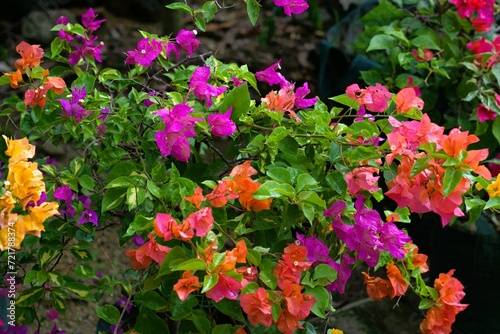 Colorful bougainville flower in the garden