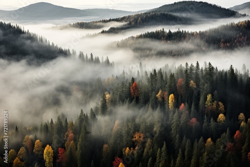Breathtaking aerial shot of a majestic forest filled with a kaleidoscope of colorful trees © aneriksson