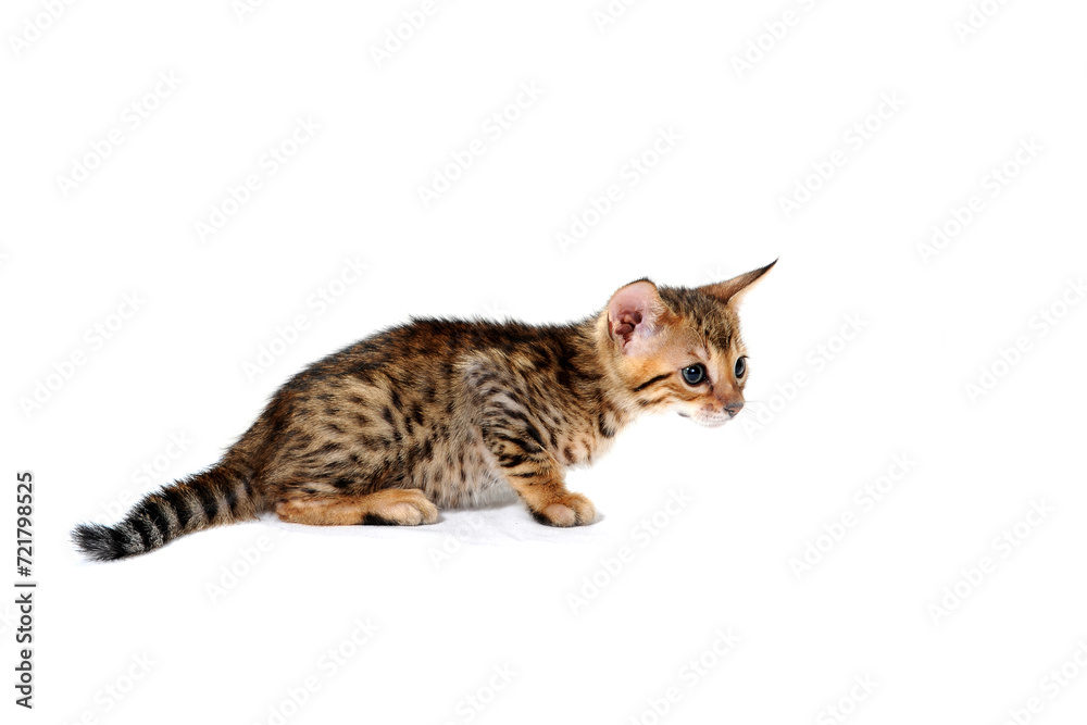 Obraz premium Purebred smooth-haired cat on a white isolated background