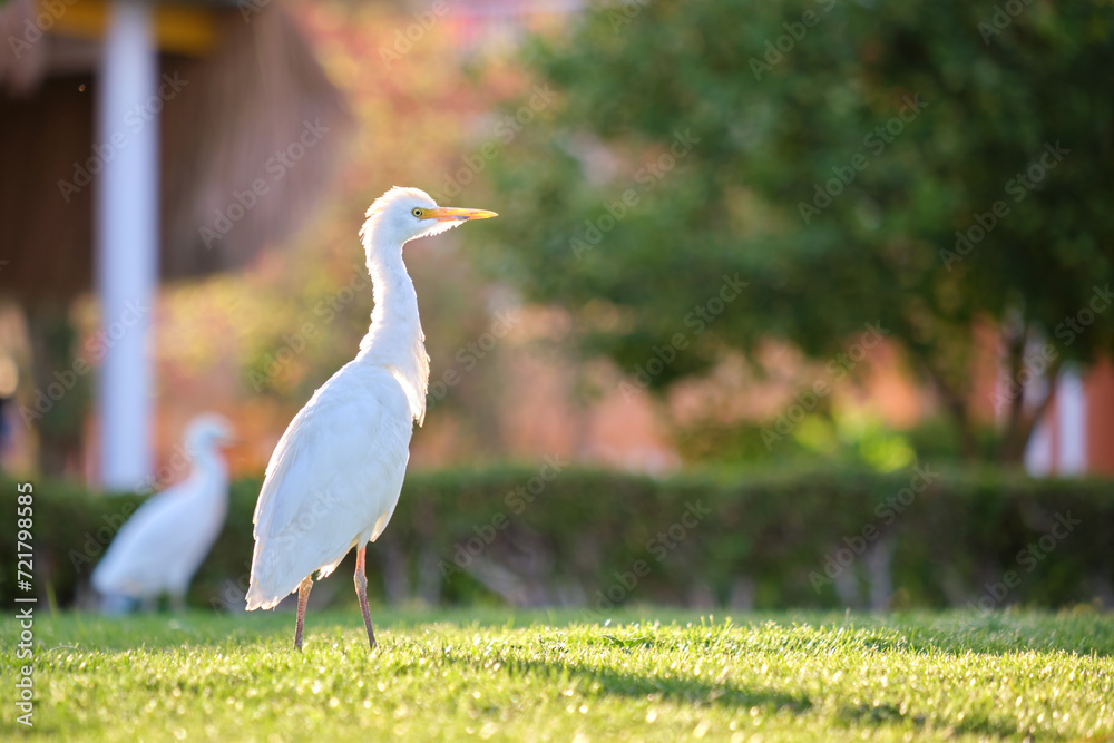 Obraz premium White cattle egret wild bird, also known as Bubulcus ibis walking on green lawn in summer