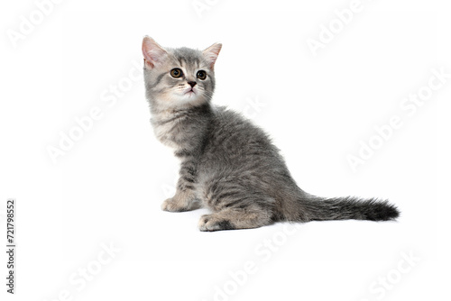 a small fluffy kitten on a white isolated background