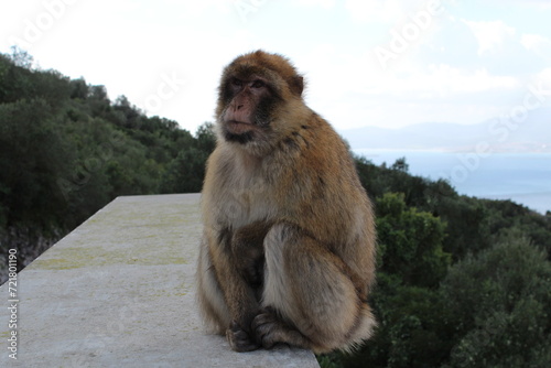 Barbary macaque in Gibraltar photo