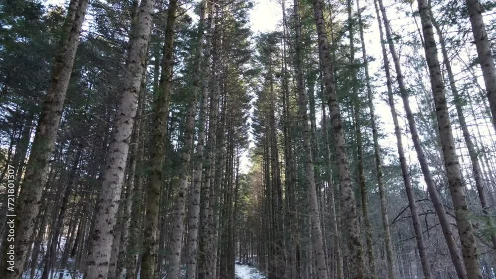 Forest roads and trees covered with white snow in winter
