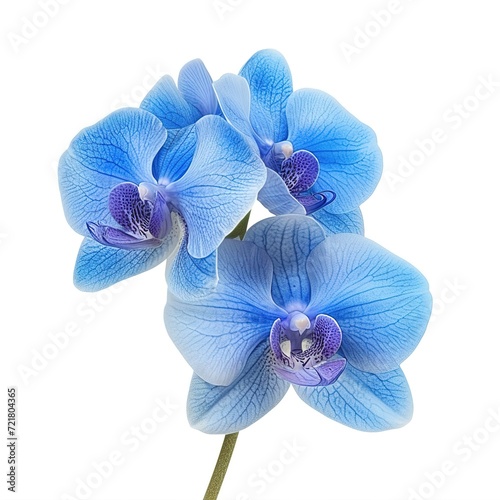 Blue flower orchid isolated by clipping path on white background, generative ai