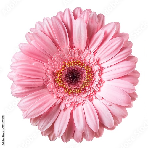 Pink Barberton daisy flower, Gerbera jamesonii, isolated on white background, with clipping path, generative ai photo