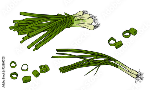 Spring Onion Hand Drawn Vector Line Art Illustration