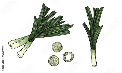 Leek Bunch Hand Drawn Vector Illustration