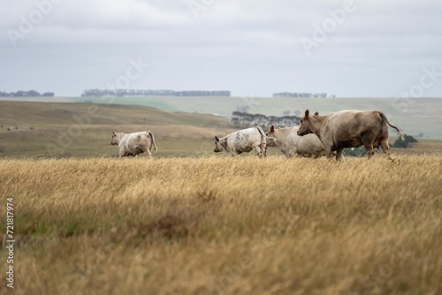 mustering a herd of cattle, of stud wagyu cows and bull in a sustainable agriculture field in summer. fat cow in a field. mother cow with baby