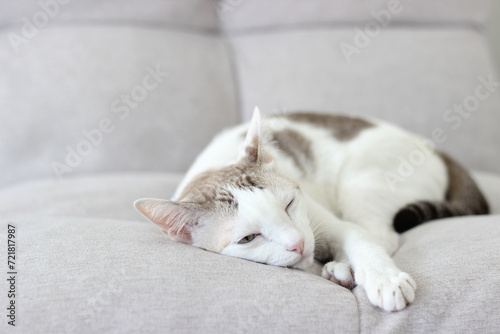 Fototapeta Naklejka Na Ścianę i Meble -  The cat lay on the light brown sofa
