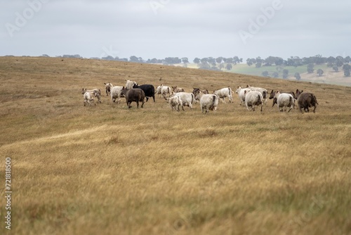 herding a herd of cattle on a farm in australia holistic farming on a sustainable agricultural farm growing beef cattle on a farm