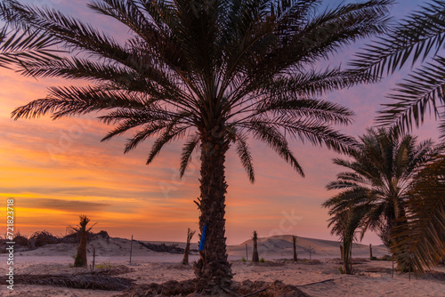 Fototapeta Naklejka Na Ścianę i Meble -  desert sand dune with beautiful clouds from date farm tree