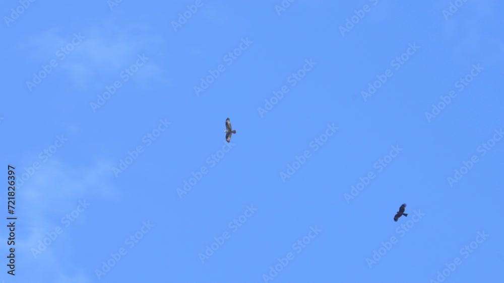 Upland buzzard and crested serpent eagle in flight on the blue sky in Taiwan Upland buzzard and crested serpent eagle in flight on the blue sky in Taiwan