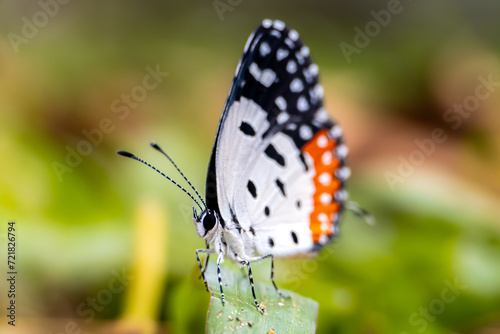 Macro insects and butterflies around the garden.