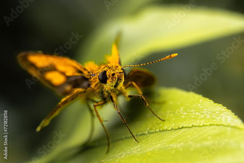 Macro insects and butterflies around the garden.