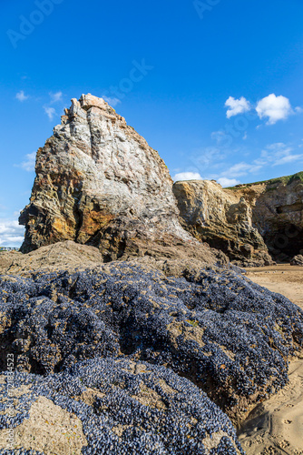 An abundance of mussels on the rocks at Perranporth Beach on the Cornish coast, with a blue sky overhead