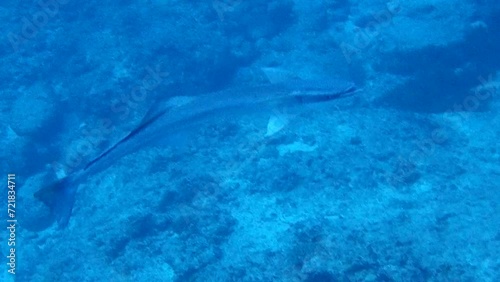 Wallpaper Mural 海を泳ぐコバンサメ Torontodigital.ca