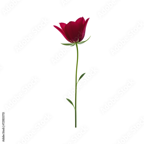real-photo-style-image-of-a-flower-centered-with-no-background-embodying-minimalism-employing