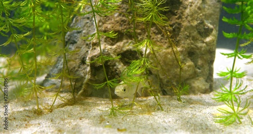 Young small fish on the sandy bottom of an aquarium in aquatic plants photo