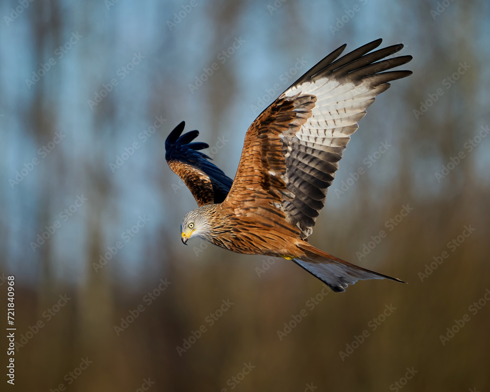Fototapeta premium Red kite (Milvus milvus)