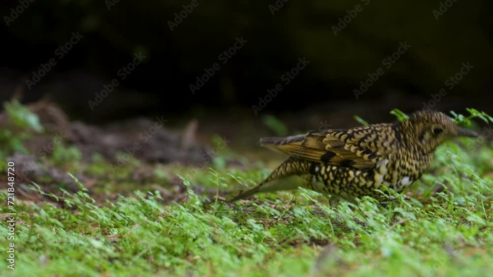 Scaly Thrush bird in the grass , forest of Taiwan mountains Scaly Thrush bird in the grass , forest of Taiwan mountains