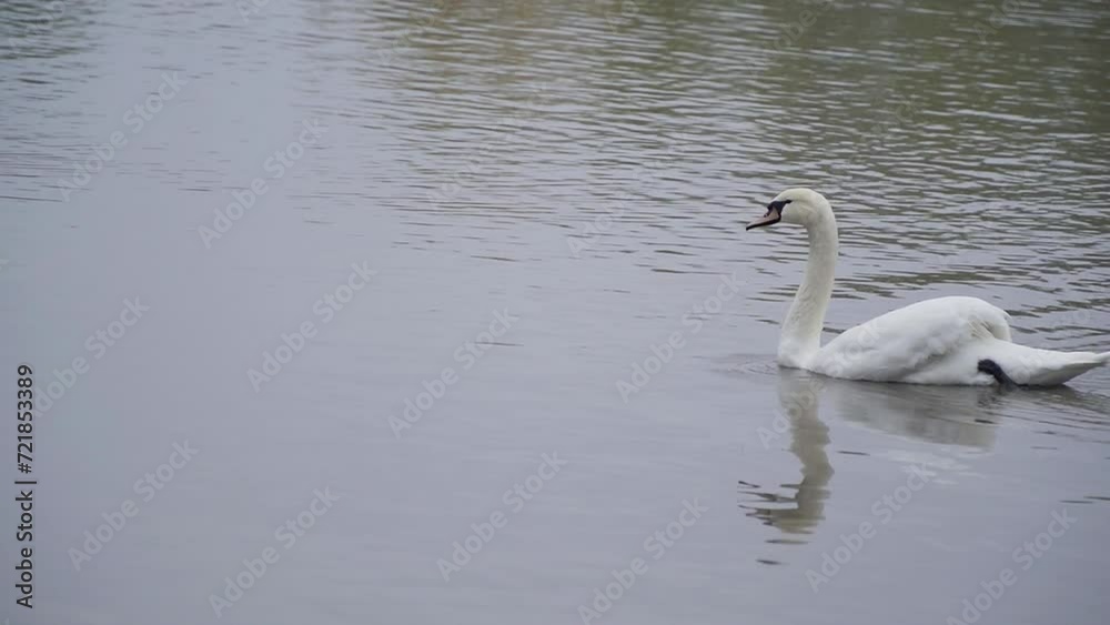 Close up view of beautiful lonely mute swan preening itself as it swims on lake Close up view of beautiful lonely mute swan preening itself as it swims on lake