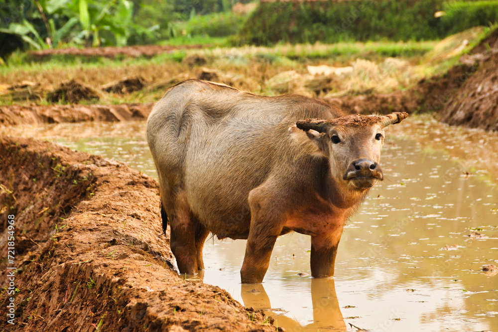 Fototapeta premium buffalo calf in rice fields