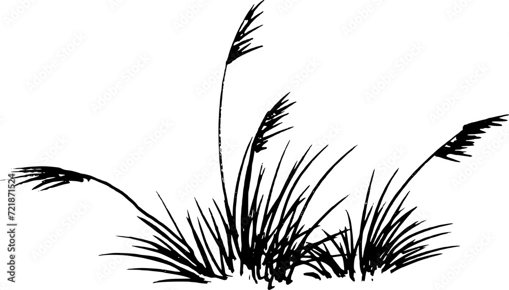 hand drawn grass sketch. reeds grass pen drawing - obrazy, fototapety, plakaty 