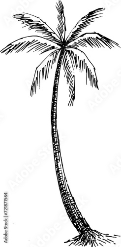 hand drawn palm tree sketch. coconut tree