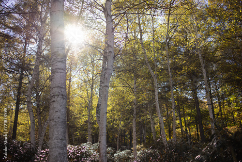 秋の白樺の森に差し込む太陽 photo