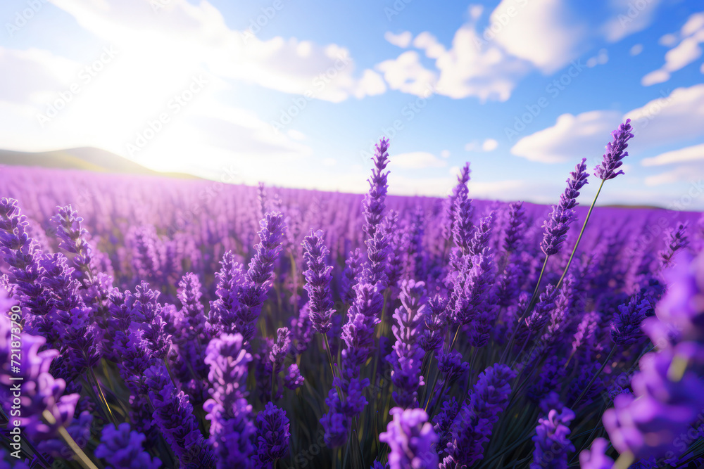Fototapeta premium A captivating view of vibrant lavender flowers basking in the warm glow of the setting sun