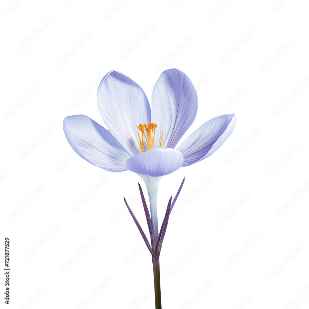 Fototapeta premium crocuses