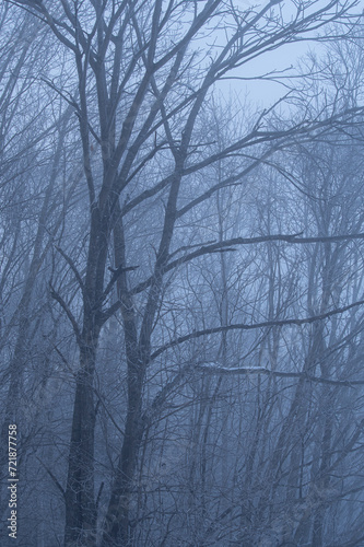 冬の青白い朝靄の中の森の木々。